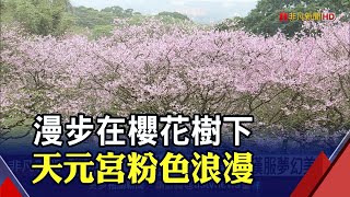 粉嫩花海綻放 淡水天元宮賞櫻人潮絡繹不絕 還以為來到日本 賞櫻民眾自備漢服夢幻美拍｜非凡財經新聞｜20230123