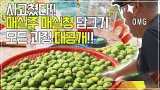 결국 사고쳤다.. 이틀 동안 매실청 매실주 담그기 과정 전부 공개합니다