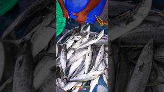 💯💥Barrel Full-ஆ வஞ்சிரம் மீன் பாருங்க😍🔥| தென்கிழக்கு மீனவன் #fishing #vanjaram