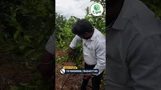 எலுமிச்சை குடும்பத்தின் ராஜா, 8 லட்சம் வருமானம் தரும், #trending #agriculture #fruit #farming #BARI1