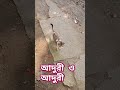 tushumao cat cute foryou আদুরী একটা আদরের টুকরো।