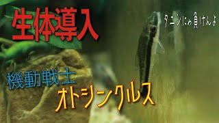 【生体導入】ヒメタニシより3倍以上コケ取りが速いはずのオトシンクルスをお迎えしてみた【アクアリウム】