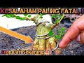 Kesalahan Paling FATAL Yang Sering Dilakukan Ketika Membuat Bonsai Sancang Pecah Batang Premna