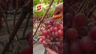 ✅️ Panen buah 🍇anggur menggunakan gunting #shorts #short #anggur #grape