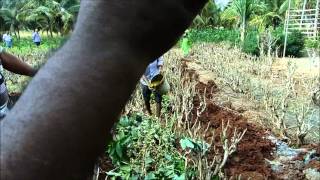 Tumkur_Trenching and mulching in Mulberry (Sericulture)