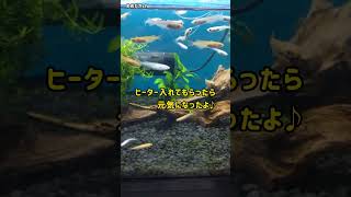 危険なメダカの室内飼育😱ヒーターは必要❗️#メダカ #冬の室内飼育  #消化