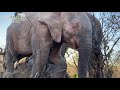 a 1st for junior elephant carer khensani giving orphaned elephant khanyisa her bottle in the wild