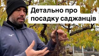 Детально про посадку саджанців