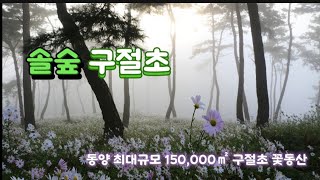 구절초명소 | 동양최대 45,000평 정읍 솔숲구절초 정원 | landscape photography | 4k