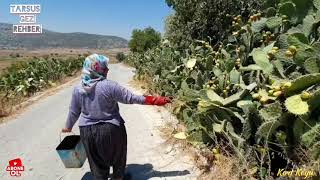 Tarsus'un Mucizevi Meyvesi, Dikenli İncir!..