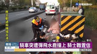 衝出馬路害車禍 野生水鹿遭撞慘死｜華視新聞 20210116