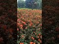 BUNGA Indah #tanaman #taman #flowers #viral #palestine #bule #marwati #tamannusantara #Hasto #mega