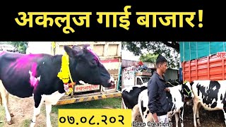 अकलूज गाई बाजार ०७.०८.२०२३#hf cows for sale