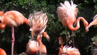 ベニイロフラミンゴ（上野動物園）：Greater Flamingo (Ueno Zoo)