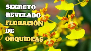 Secretos Revelados Sobre La Floración de Orquídeas