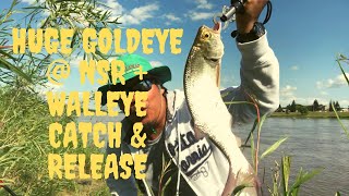 Huge GoldEye @ NSR + Walleye Catch \u0026 Release