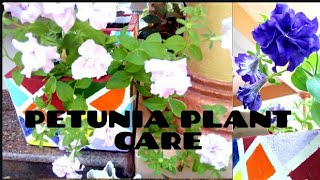 How to plant petunia..it's care and it's complete guide/ പെറ്റുണിയ പരിപാലനം