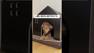 チワックスの家が建ちました！#shorts #チワックス#チワックスのエビス君#ミックス犬#小型犬