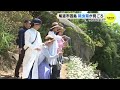 初夏の風物詩「除虫菊」が見ごろ　潮風に揺れ　今月中旬まで　広島･尾道市 因島