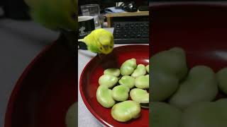 123 　そら豆とセキセイインコのチョコ