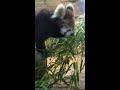 笹に夢中なレッサーパンダ　a red panda is crazy for leaves