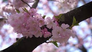 日本の桜はとても美しいです