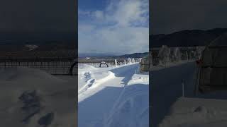 雪国からお届け・極寒の世界より【中富良野町・寺坂農園・越冬野菜・産地直送】