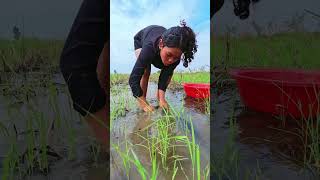 Top fishing!  A beautiful fisherman caught a lot of fish in the rice fields #shortvideo #shorts