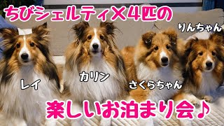 【シェルティ】もふもふな犬×４匹のお泊まり会が可愛すぎました❤  4 dogs' sleepover