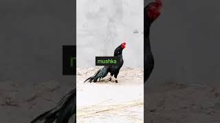 mushka  pure aseel breeder