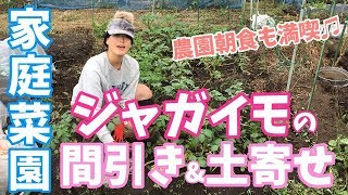 【家庭菜園】ジャガイモのお手入れ（間引き＆土寄せ）農園朝食もしたよ