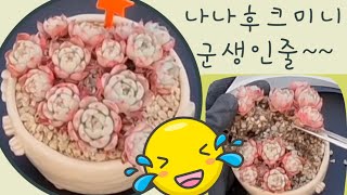 다육이 군생으로 알고 있었던 #나나후크미니~ 감쪽같아^^ 군생같은 합식하기