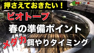 【メダカ】【ビオトープ】【biotope】押さえておきたい！ ビオトープ、春の準備ポイントと メダカの餌やりタイミング解説