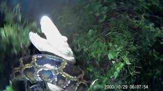 Floridaman Saves ALLIGATOR From PYTHON ATTACK! REAL Everglades Contractor TRAPPER MIKE