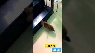 ആ നാണക്കേട് ഇതുവരെ മാറീട്ടില്ല ,ആമ കാരണം#funny #sundrylikes #youtubeshorts #malayalam#kerala