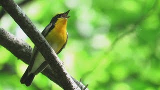 キビタキ 【Narcissus flycatcher】 の鳴き声。 April 29,2018