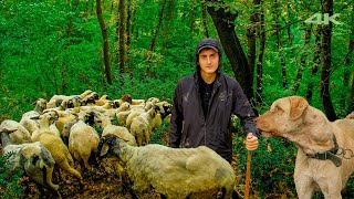 Sheep Herding on a Peaceful Day | Documentary ▫️4K▫️