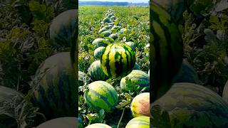 Ganpati bappa morya 🙏🙏 #trending #watermelon #fruit #agriculture #trendingshorts