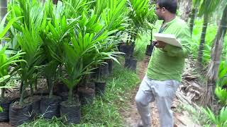 Different Price Arecanut Nursery At Shimoga