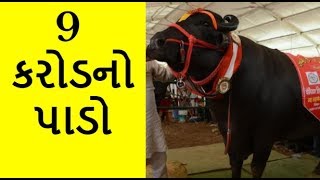 Yuvraj The Super Bull | 9 કરોડનો પાડો યુવરાજ