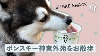 [Vlog]Pomsky of the Day(vol.3) 神宮外苑をお散歩～Shake Shackで休憩～ ポメ×ハス＝ポンスキーのいる暮らし