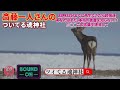 【斎藤一人】23時23分までに再生できたら超強運…あなたはまだ、本当の言霊を知らない⁉️※◯◯この言葉を連発して下さい⚠️ 斎藤一人さん“伝説の講演会”です☺️