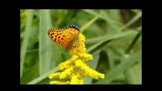 Indian Fritillary Visits Canada Goldenrod Flowers in Japan 240fps ツマグロヒョウモン♂がセイタカアワダチソウを訪花吸蜜スローモーション