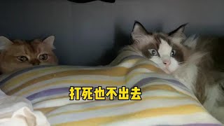 国庆放假把家里6只猫都带回老家了，社恐猫连衣柜也不敢出