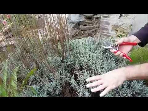 How do I prune Lavender How do I prune Lavender