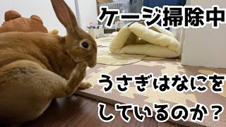 飼い主が掃除中うさぎは何をやっているのか？【Vlog】