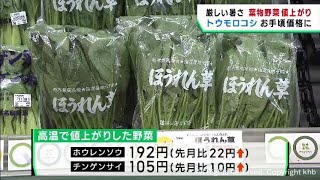 厳しい暑さで葉物野菜が値上がり　暑さに強いトウモロコシは甘く実入りが良い