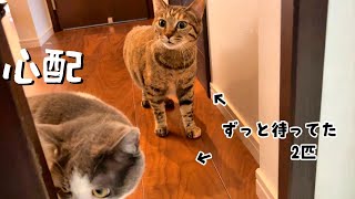 お風呂に連れて行かれた姉猫が心配でずっと待ってる優しい妹達　738話