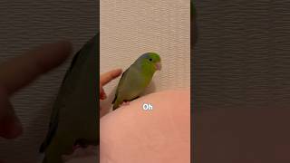 Mama is back🦜#寵物 #鸚鵡 #太平洋鸚鵡 #pets  #smallbirds #talkingparrot  #pacificparrotlet #funny