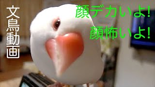 顔デカいよ！白文鳥フーちゃん！顔がデカい文鳥　文鳥動画